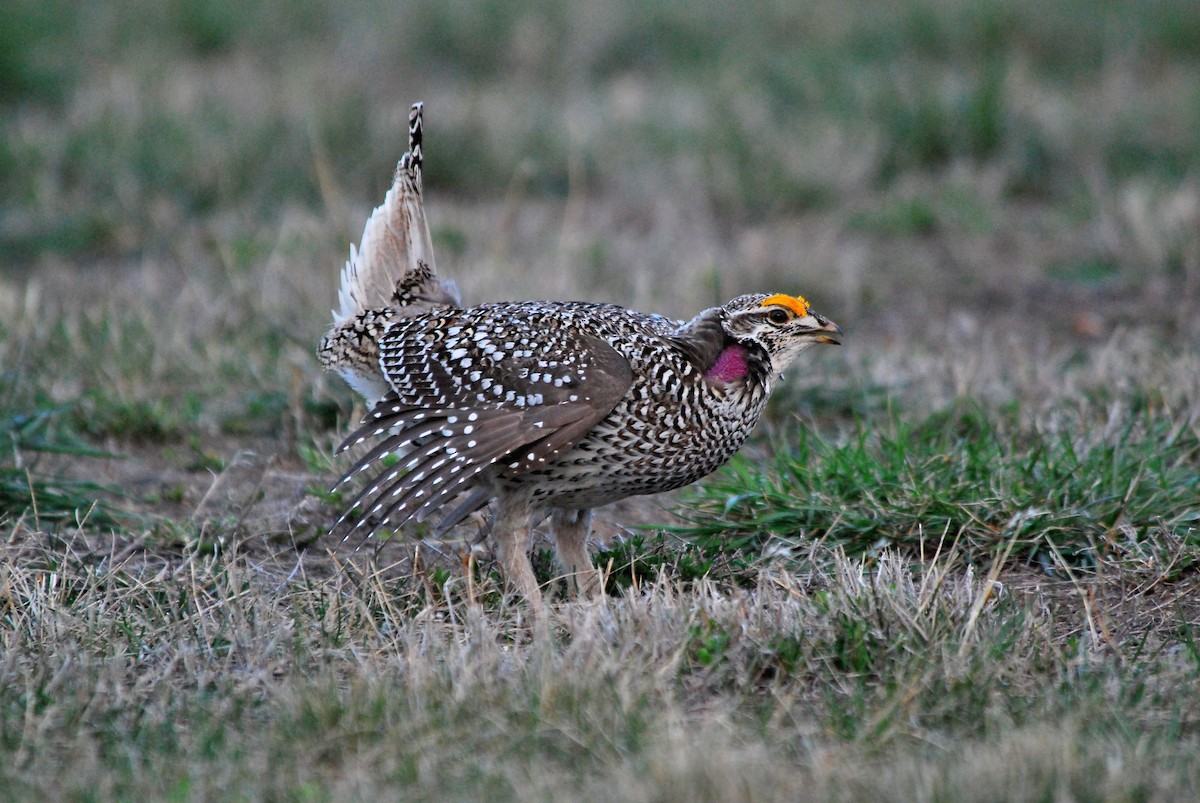 Sharp-tailed Grouse - ML618215472