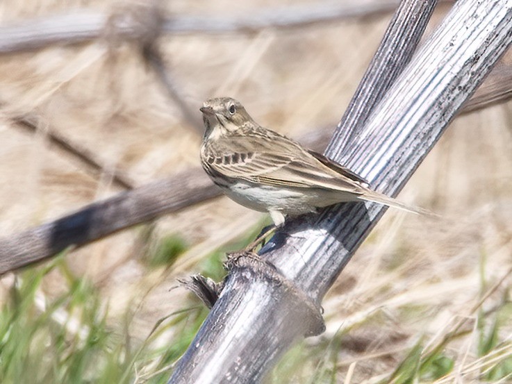 Tree Pipit - Ilya R