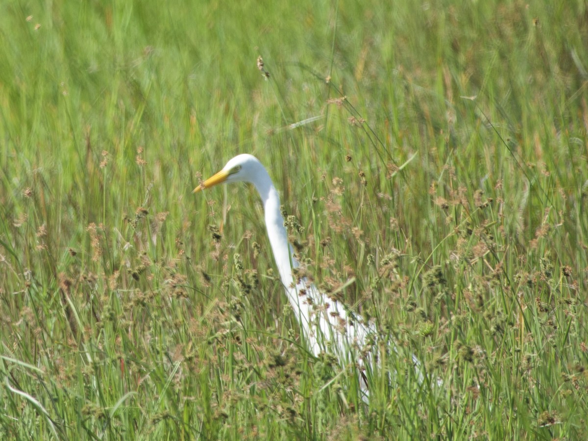 Yellow-billed Egret - GARY DOUGLAS