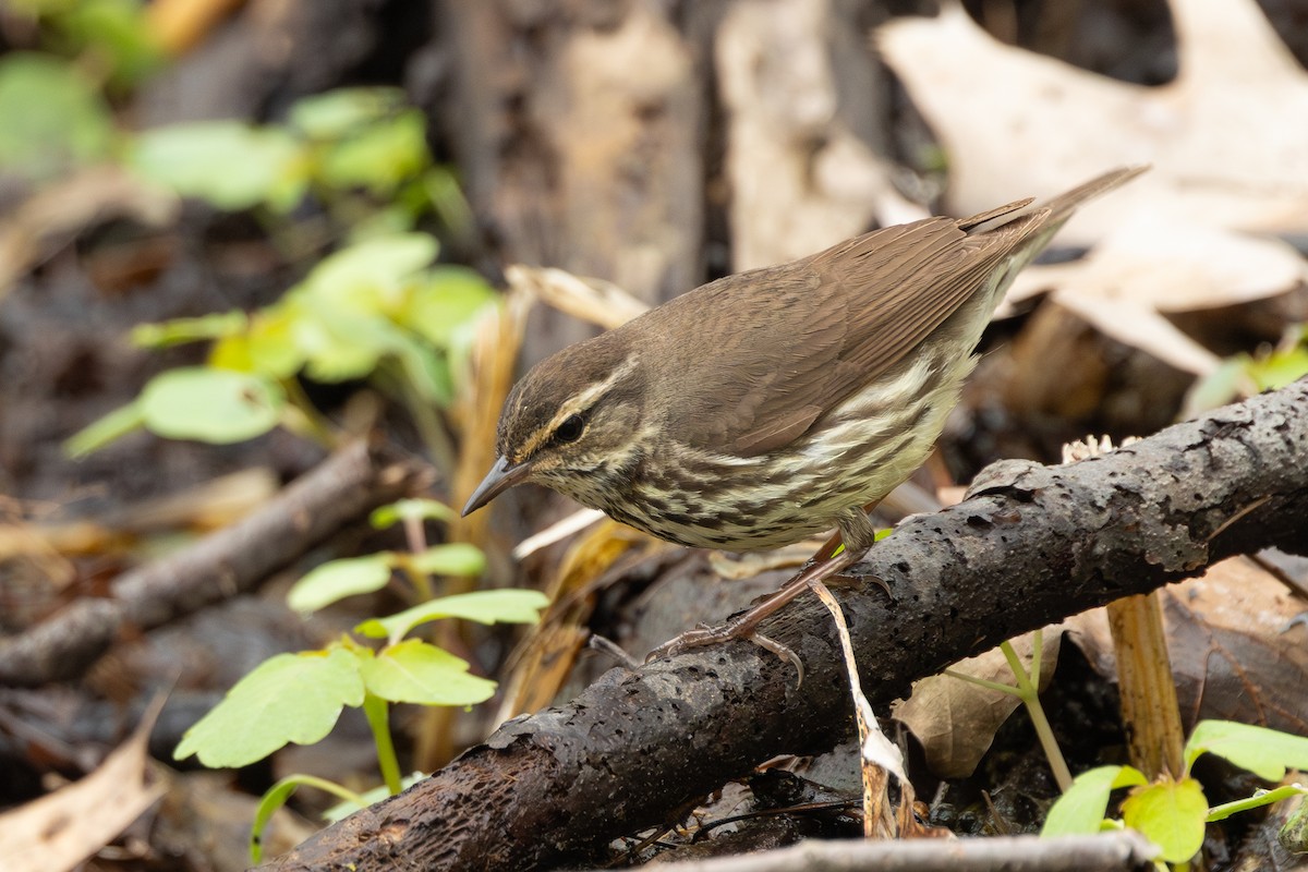 Northern Waterthrush - R Brodell