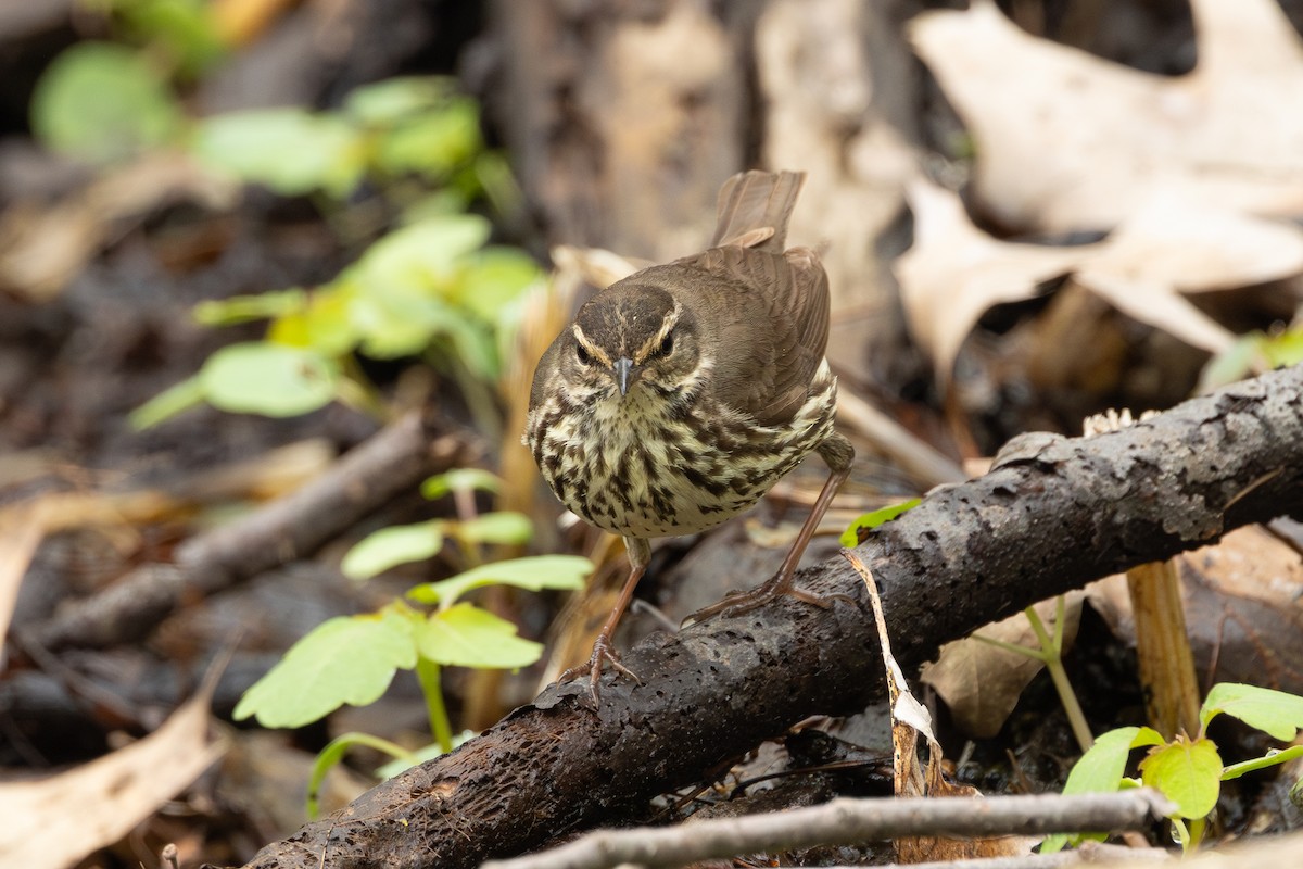 Northern Waterthrush - R Brodell