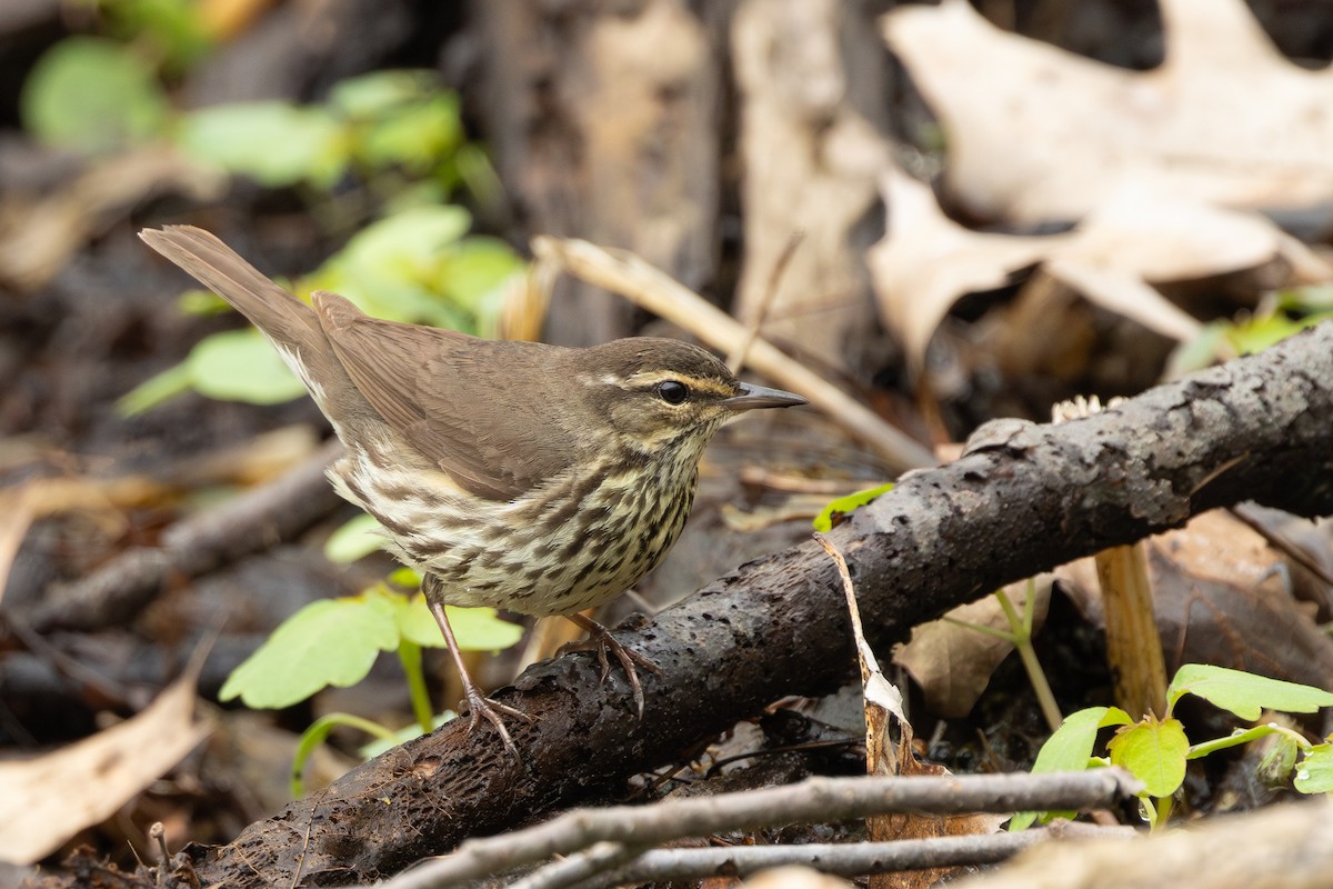 Northern Waterthrush - R Brodell