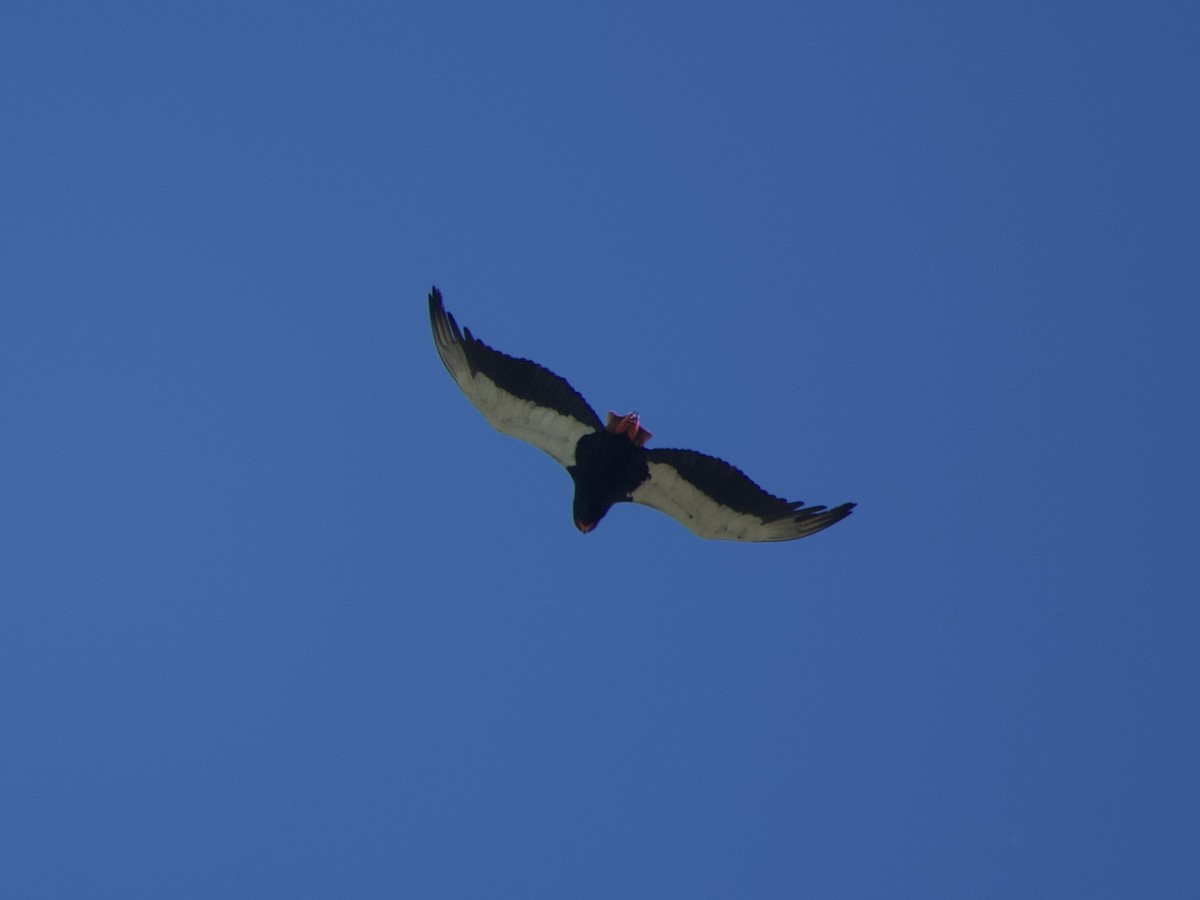 Bateleur - GARY DOUGLAS