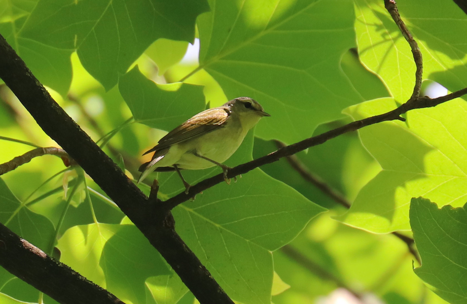 Tennessee Warbler - ML618215494