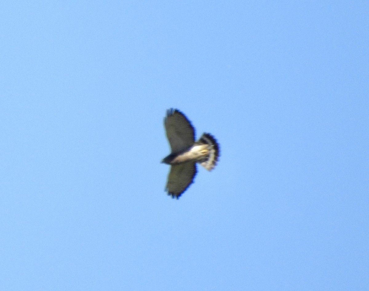 Broad-winged Hawk - ML618215499
