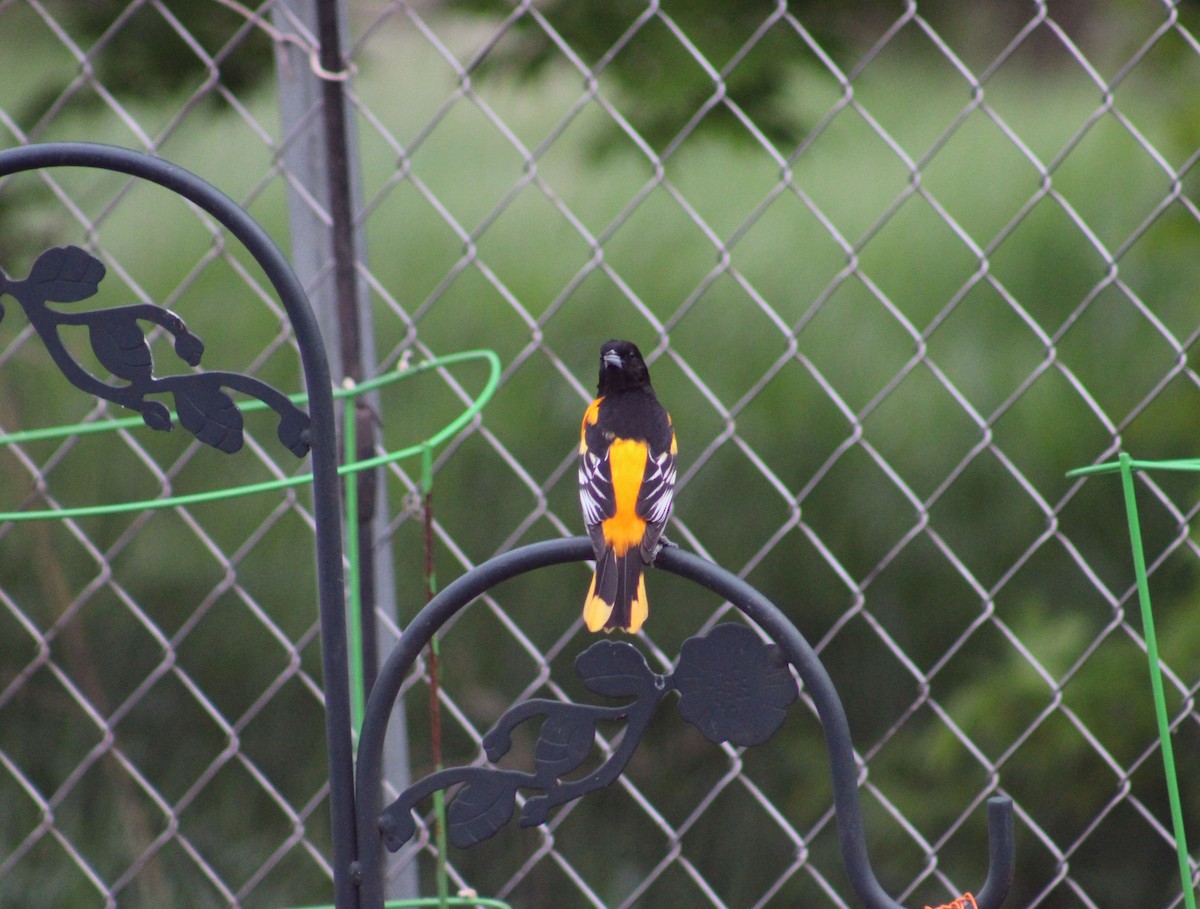 Baltimore Oriole - Dominique De Caprona