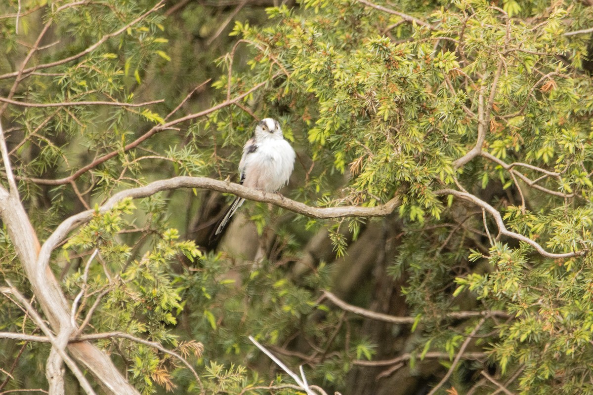 Long-tailed Tit - Letty Roedolf Groenenboom