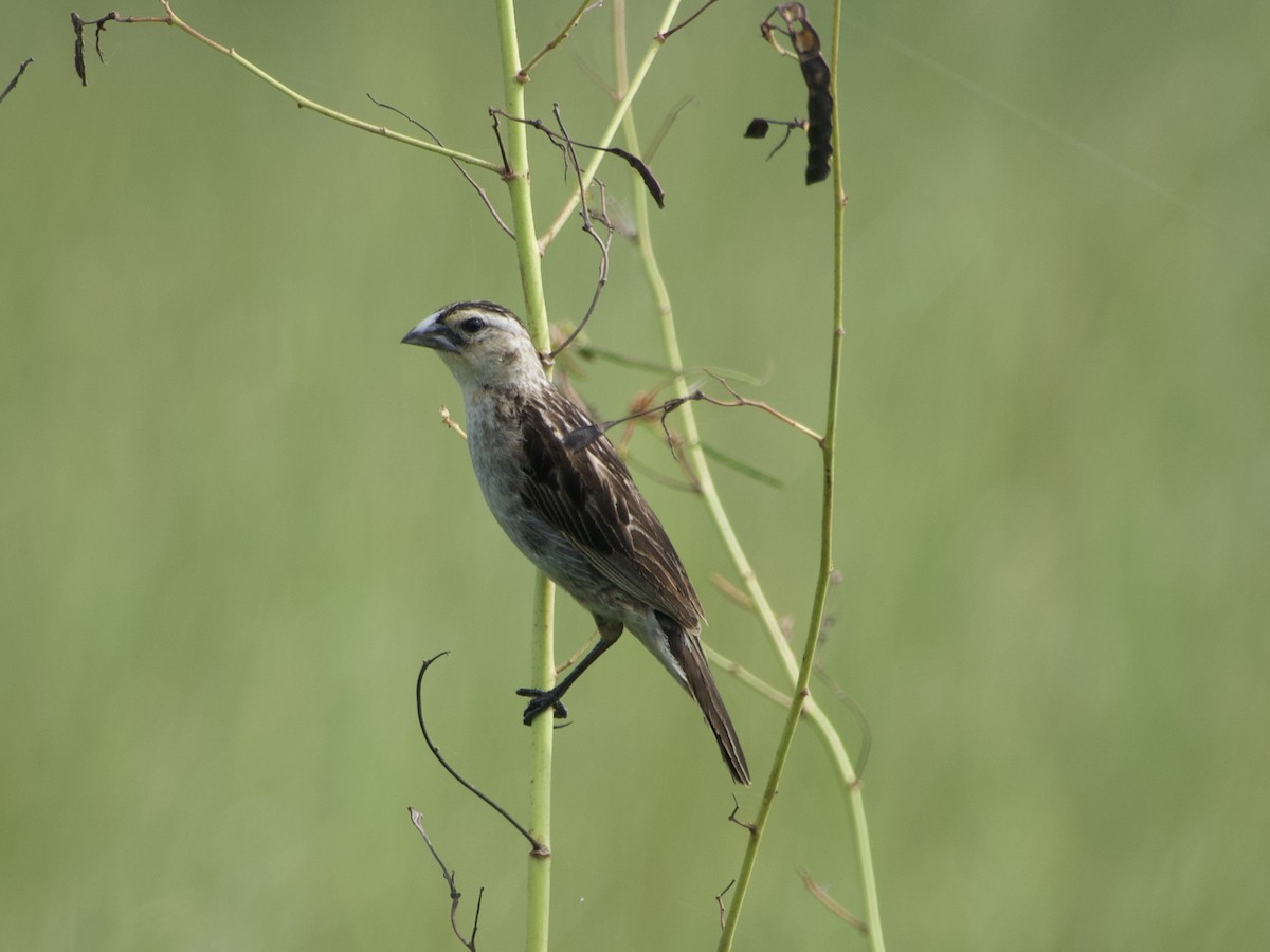 Fan-tailed Widowbird - GARY DOUGLAS