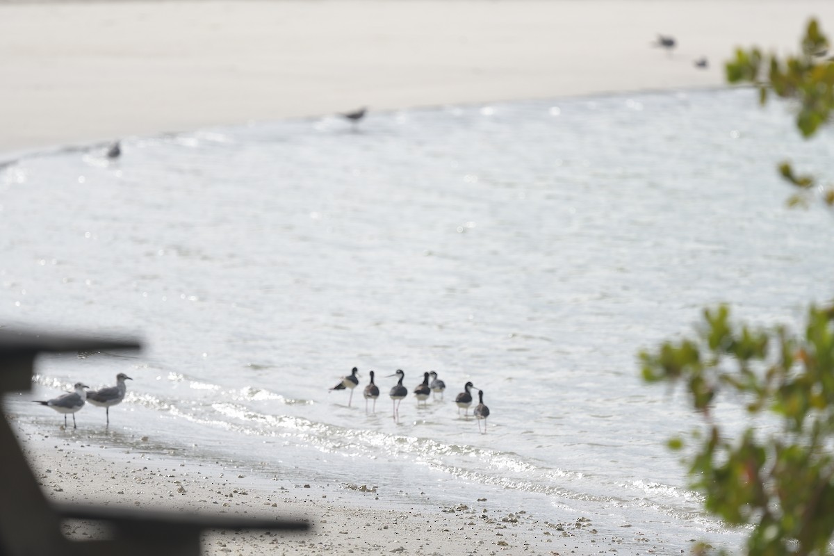 Black-necked Stilt - Anonymous