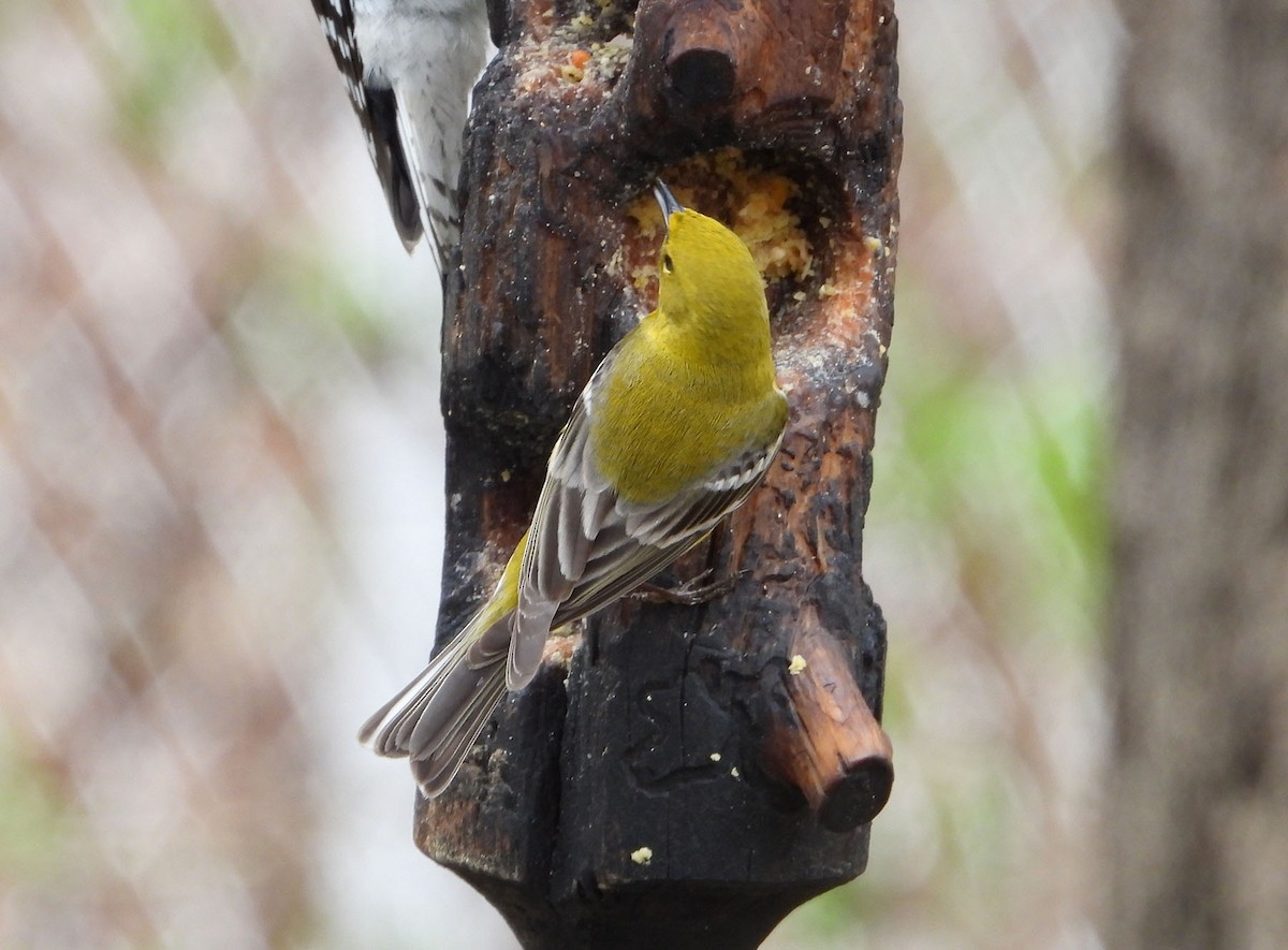 Pine Warbler - Marc Belliard