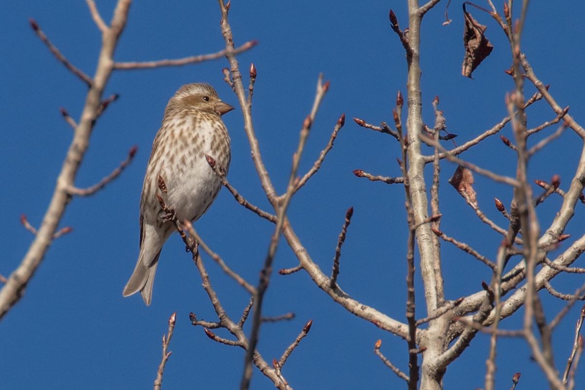 Purple Finch - Barry Porter