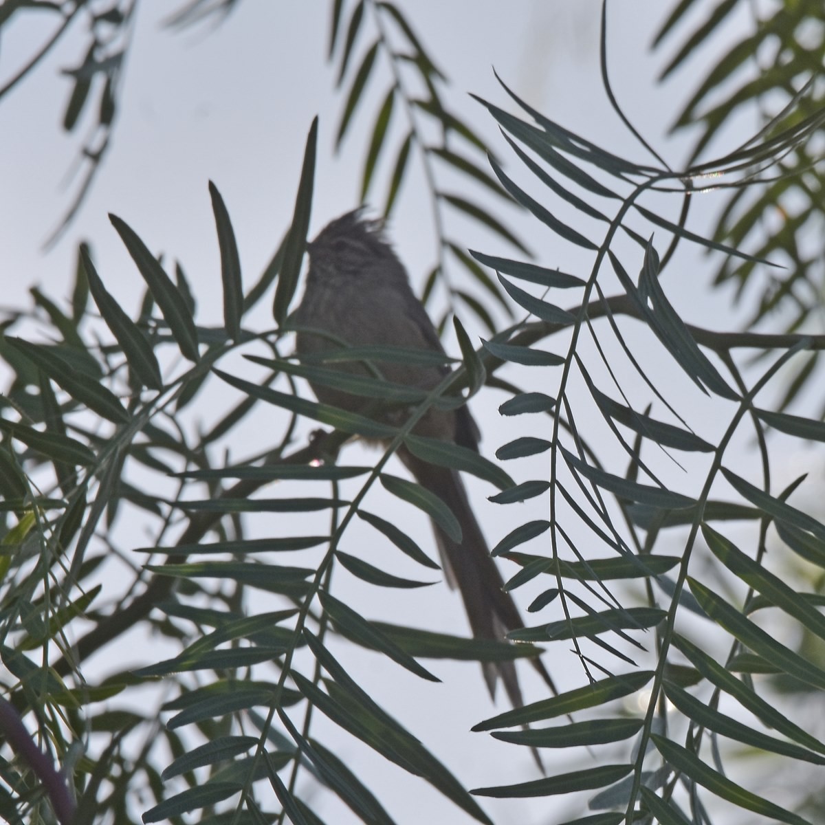 Plain-mantled Tit-Spinetail - Carlos De Biagi