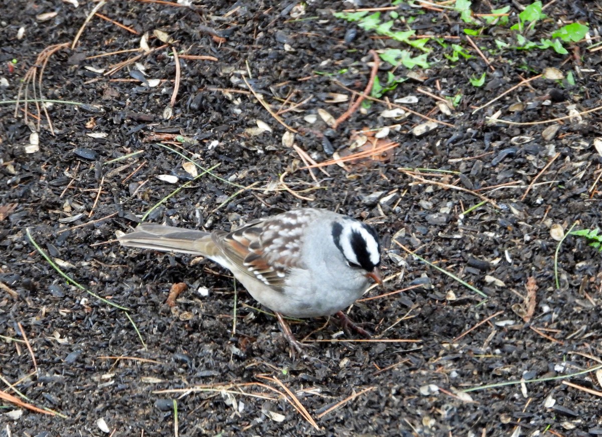 White-crowned Sparrow - Marc Belliard