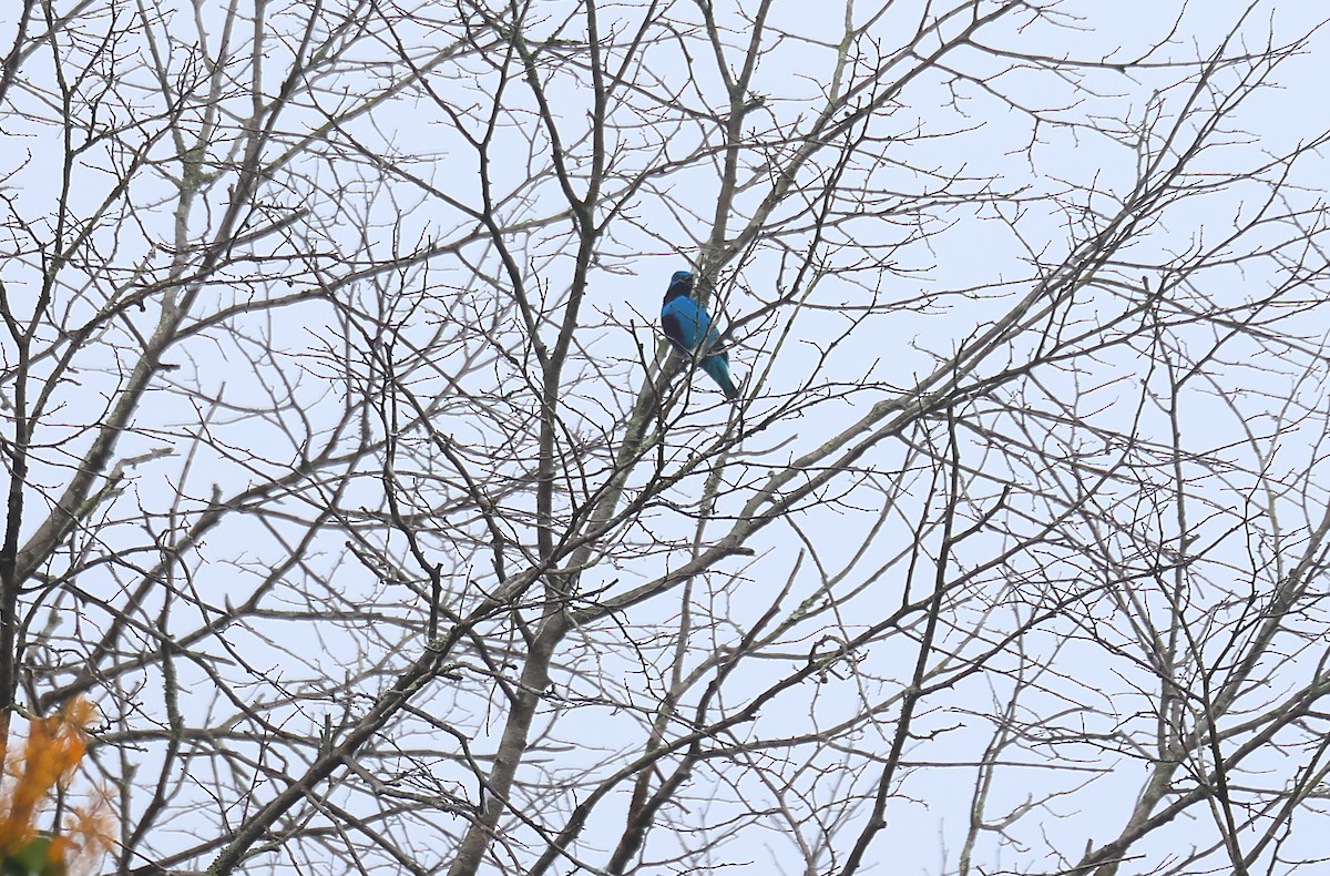 Turquoise Cotinga - Gál Szabolcs