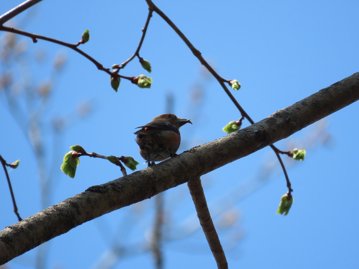 紅交嘴雀 - ML618215548