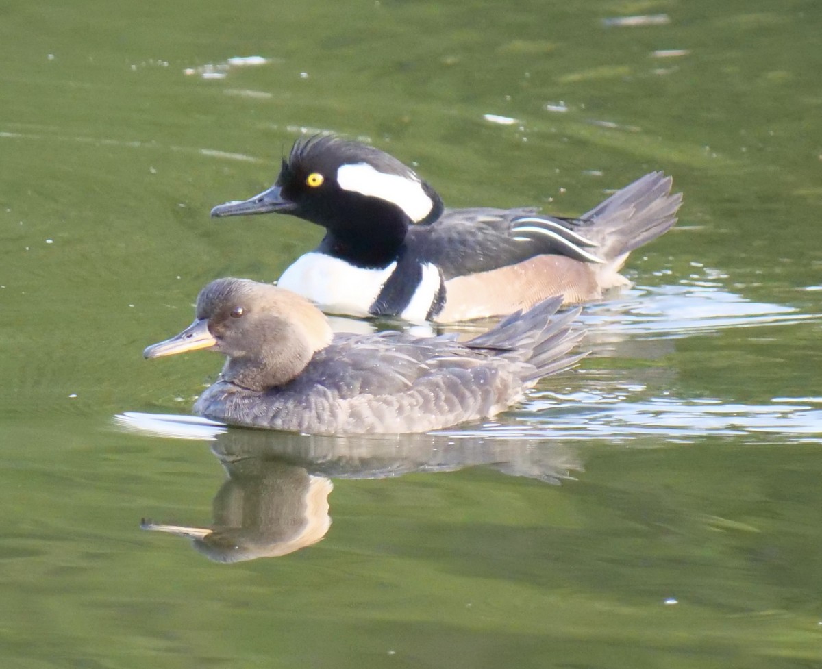 Hooded Merganser - ML618215551