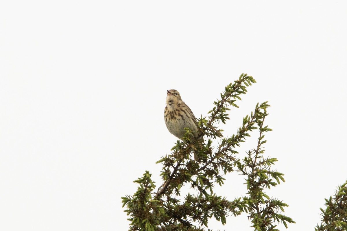 Tree Pipit - Letty Roedolf Groenenboom