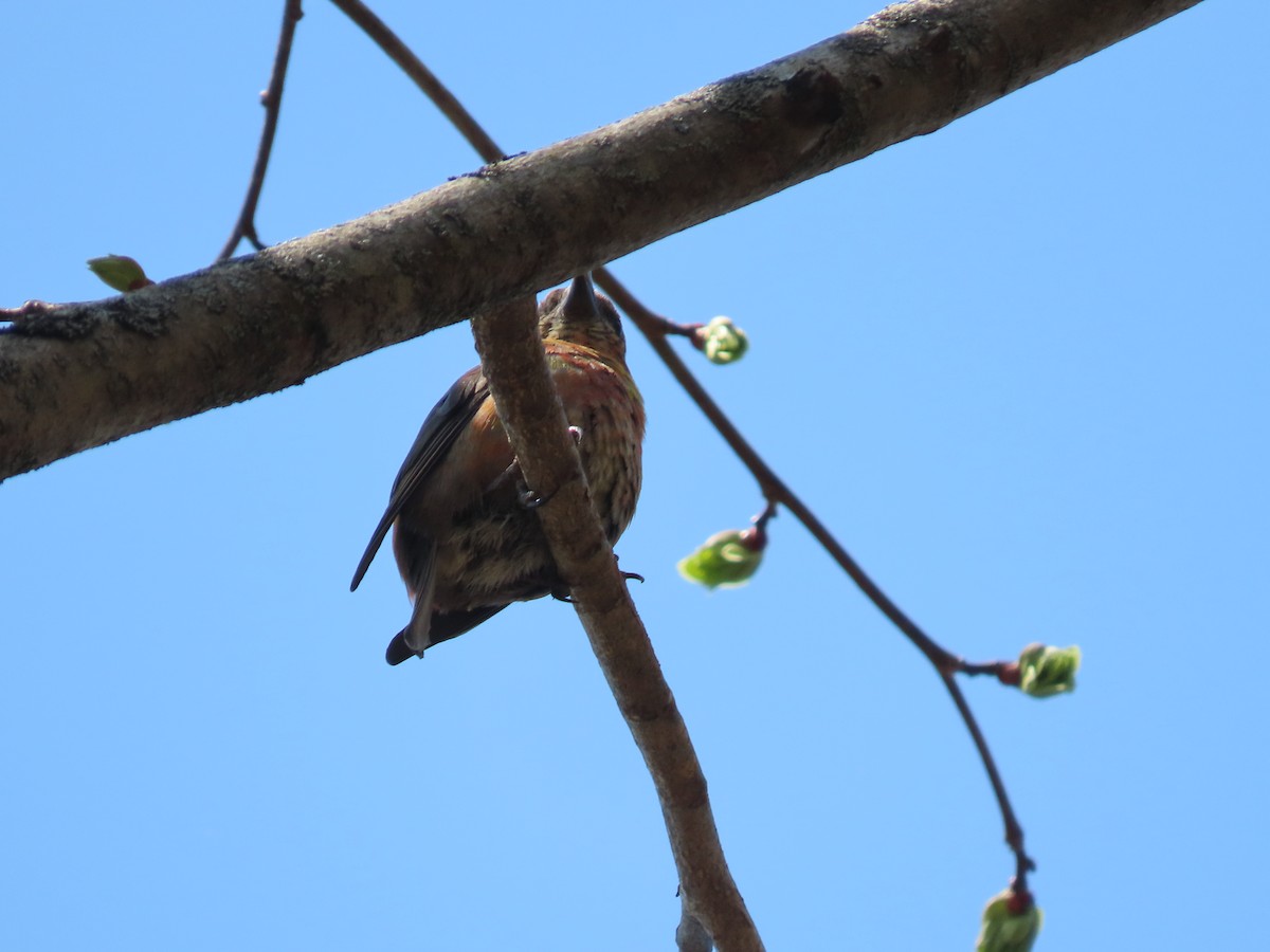 Red Crossbill - Debra Ferguson