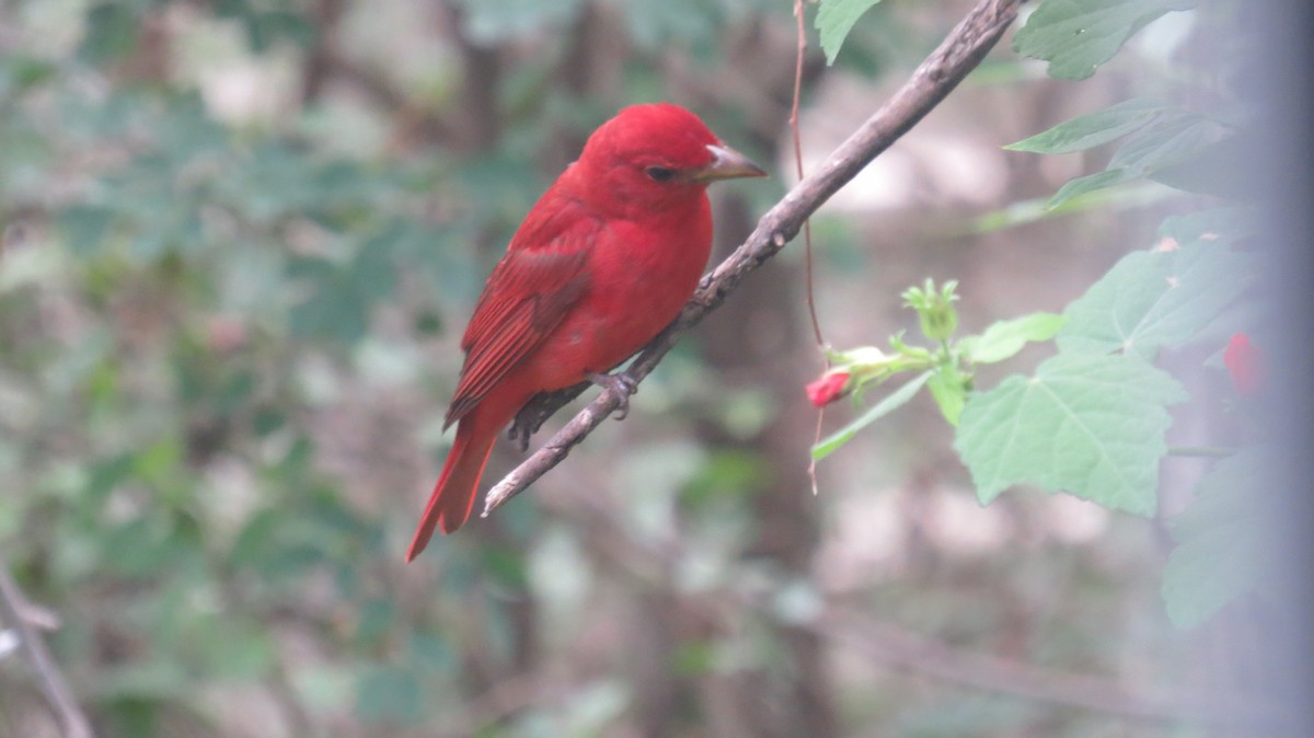 Summer Tanager - Pat Heirs