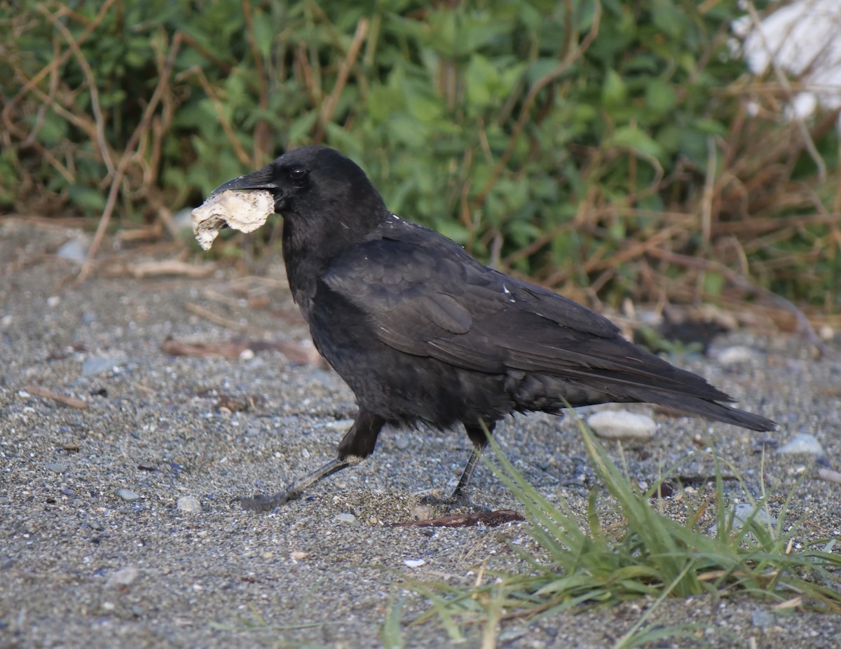 American Crow - Jan Bryant