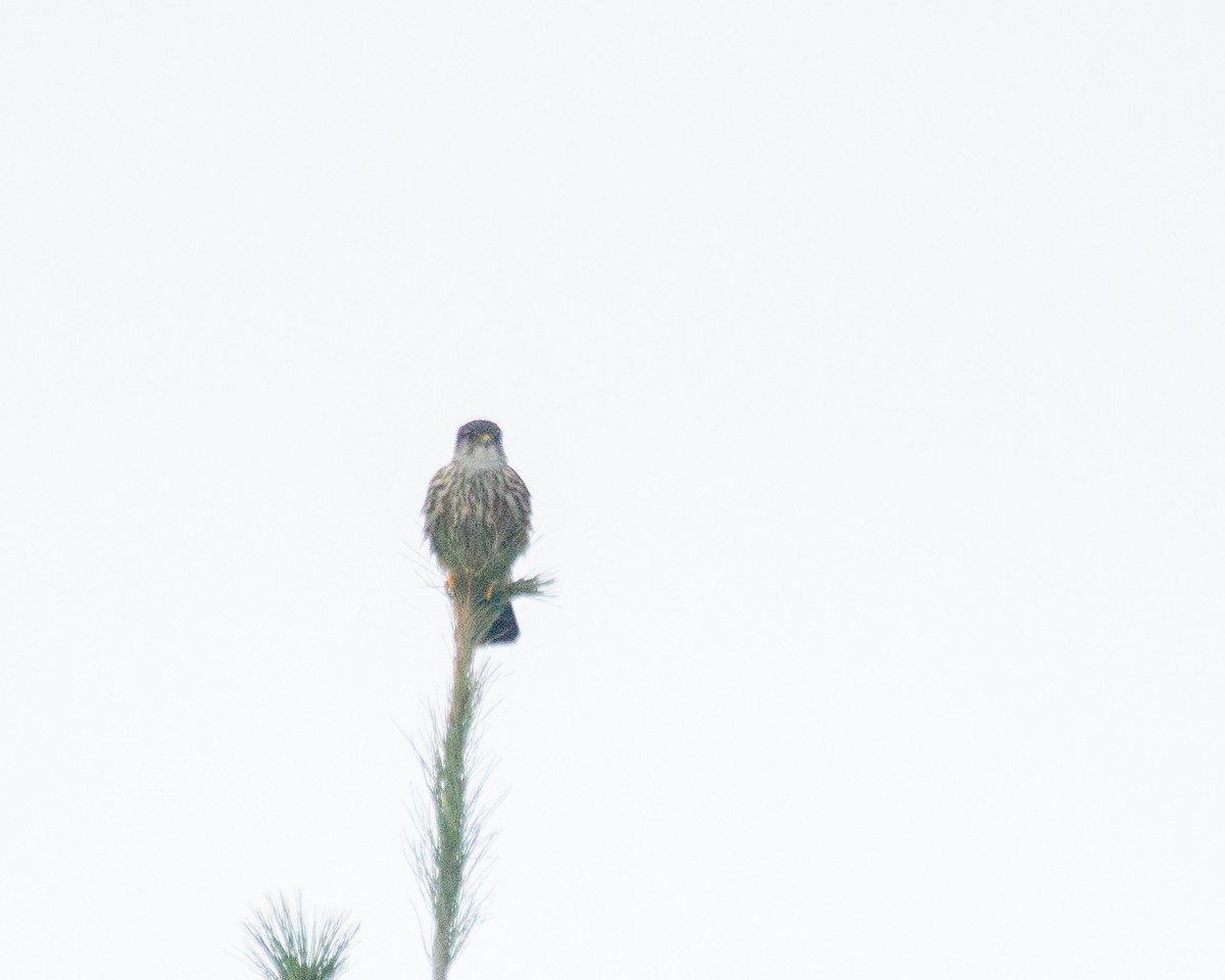 Merlin - Marc Boisvert