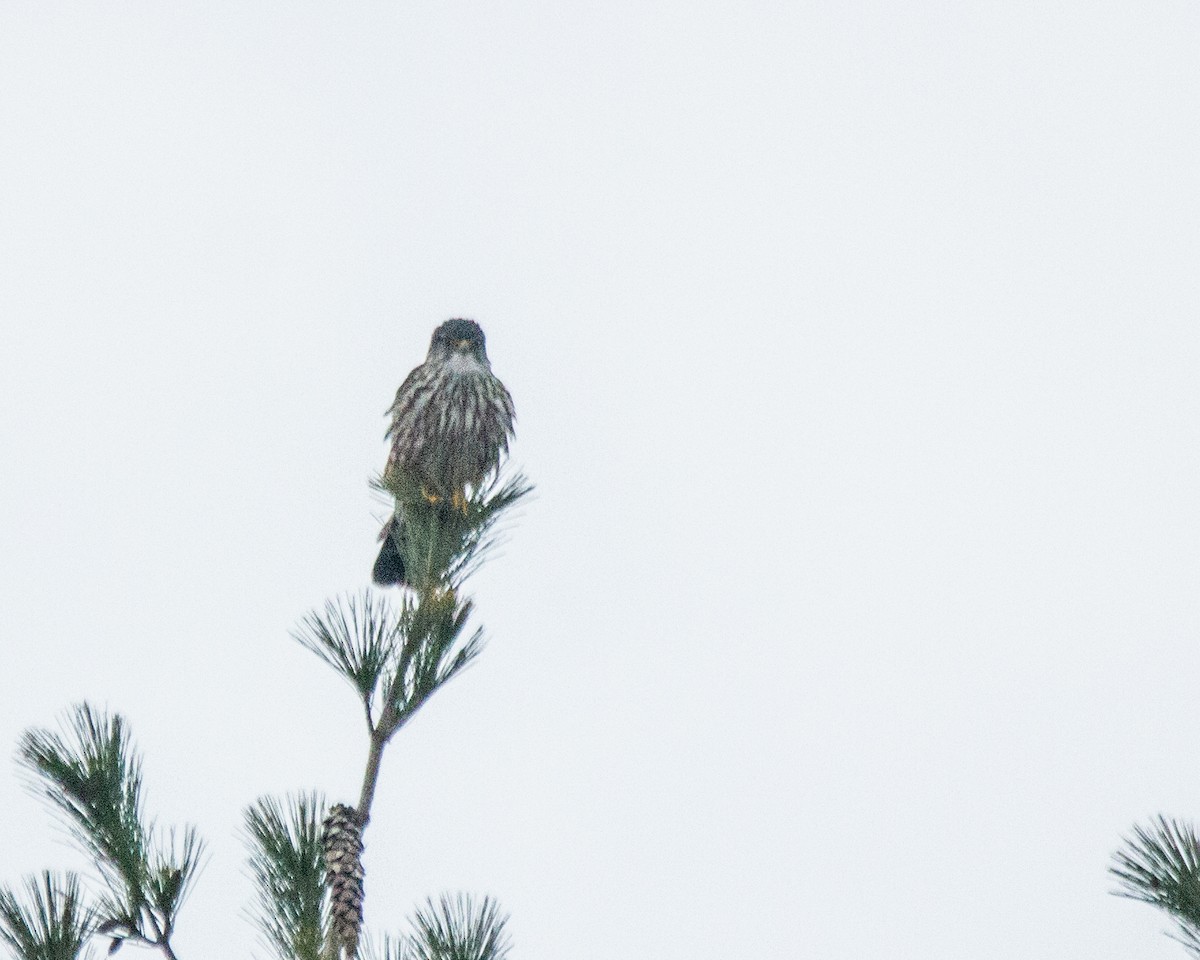 Merlin - Marc Boisvert