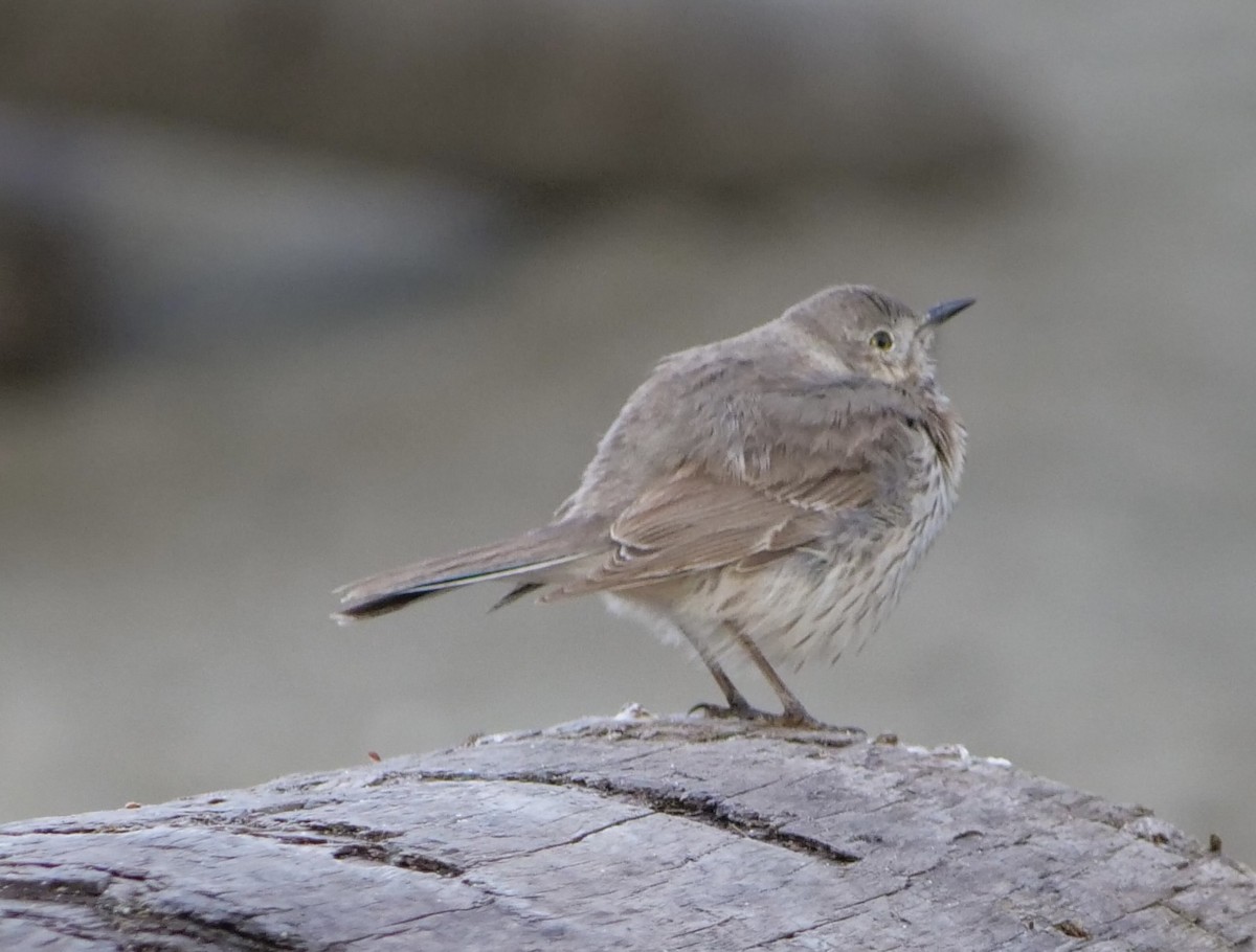 Sage Thrasher - Jan Bryant