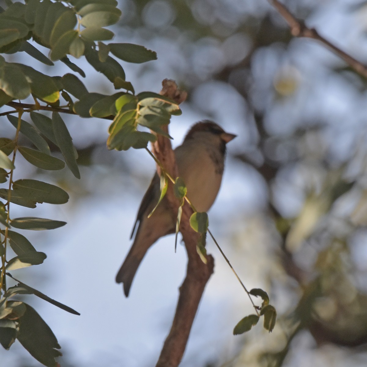 House Sparrow - Carlos De Biagi