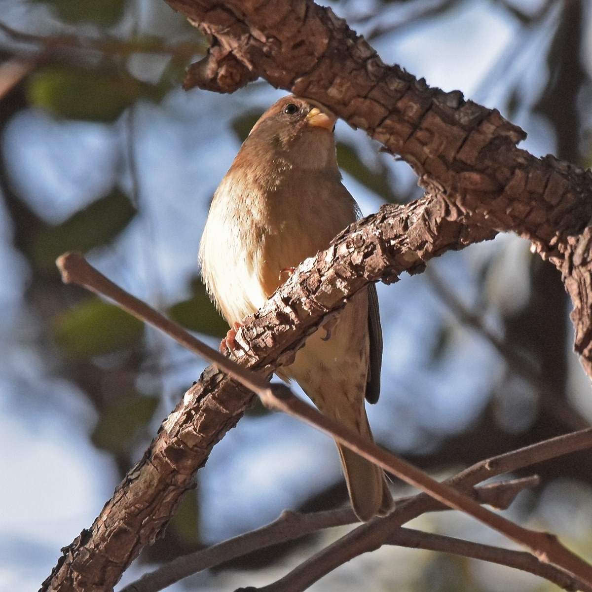 House Sparrow - Carlos De Biagi