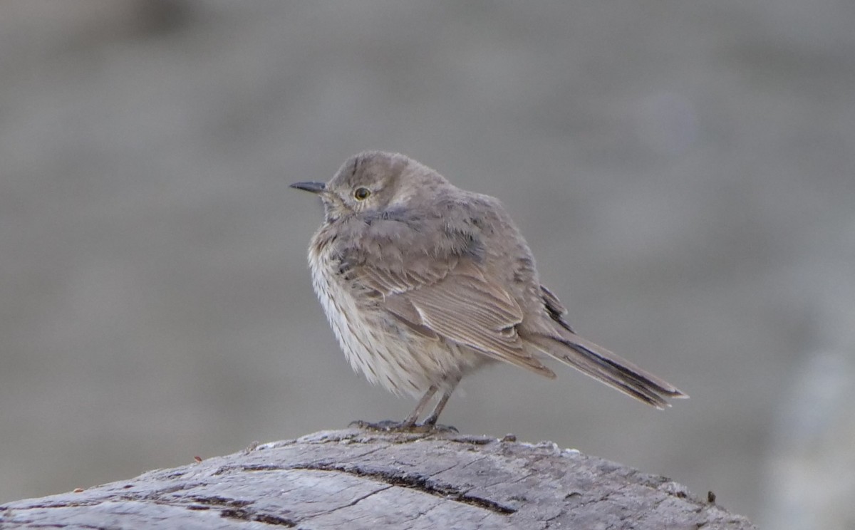 Sage Thrasher - Jan Bryant