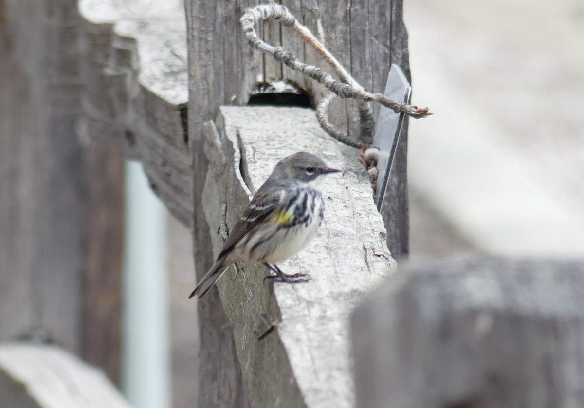 Yellow-rumped Warbler - ML618215626