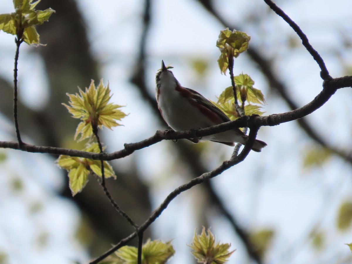 Chestnut-sided Warbler - Debra Ferguson