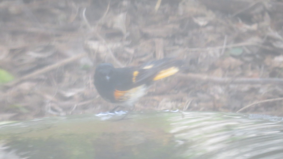 American Redstart - ML618215645