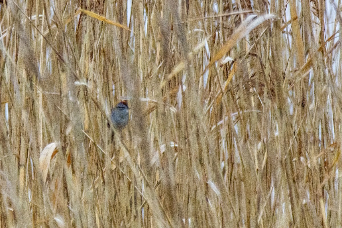 Swamp Sparrow - Marc Boisvert