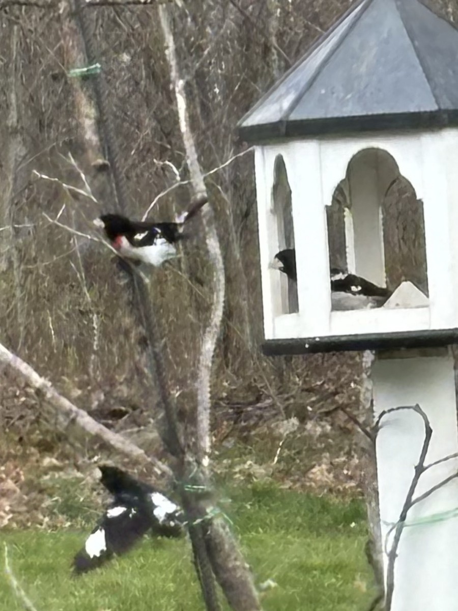 Rose-breasted Grosbeak - ML618215654