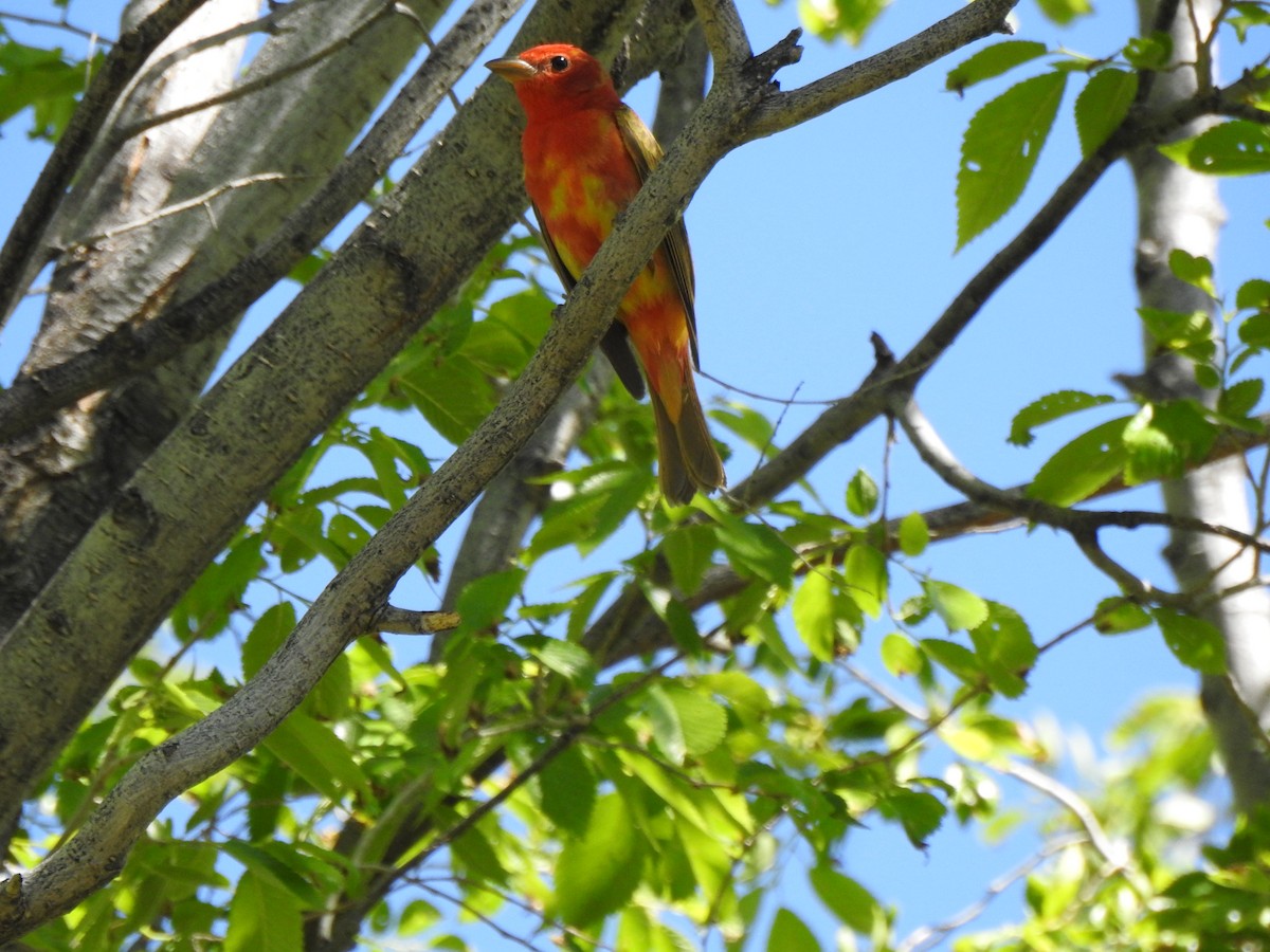 Summer Tanager - ML618215657