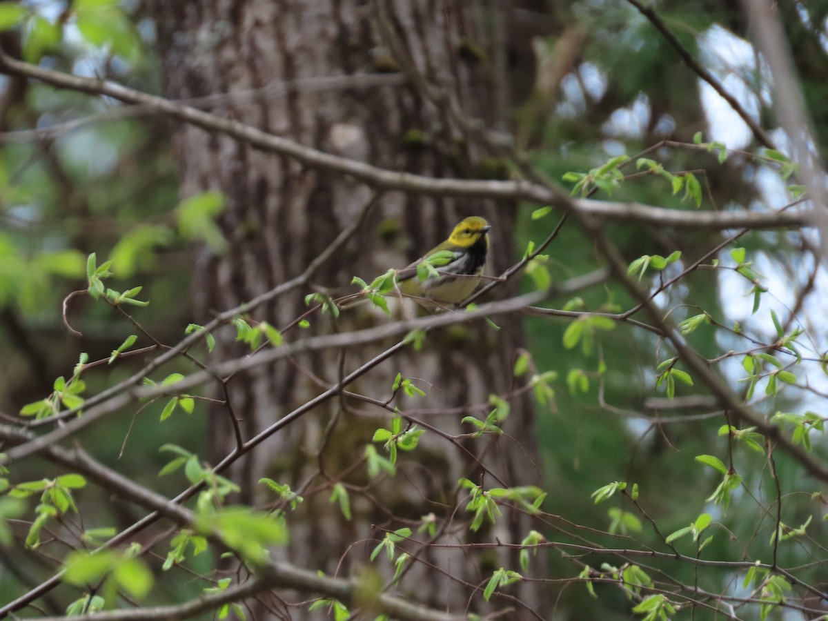 Black-throated Green Warbler - Debra Ferguson