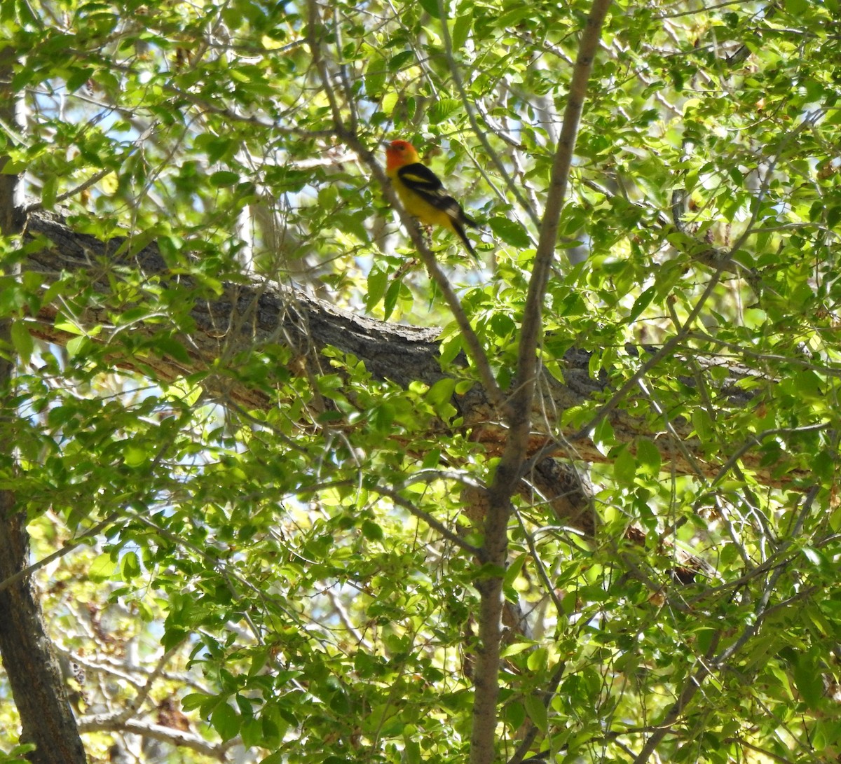 Western Tanager - ML618215711
