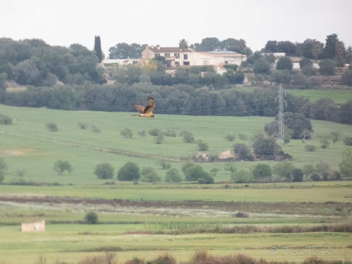 Montagu's Harrier - ML618215728