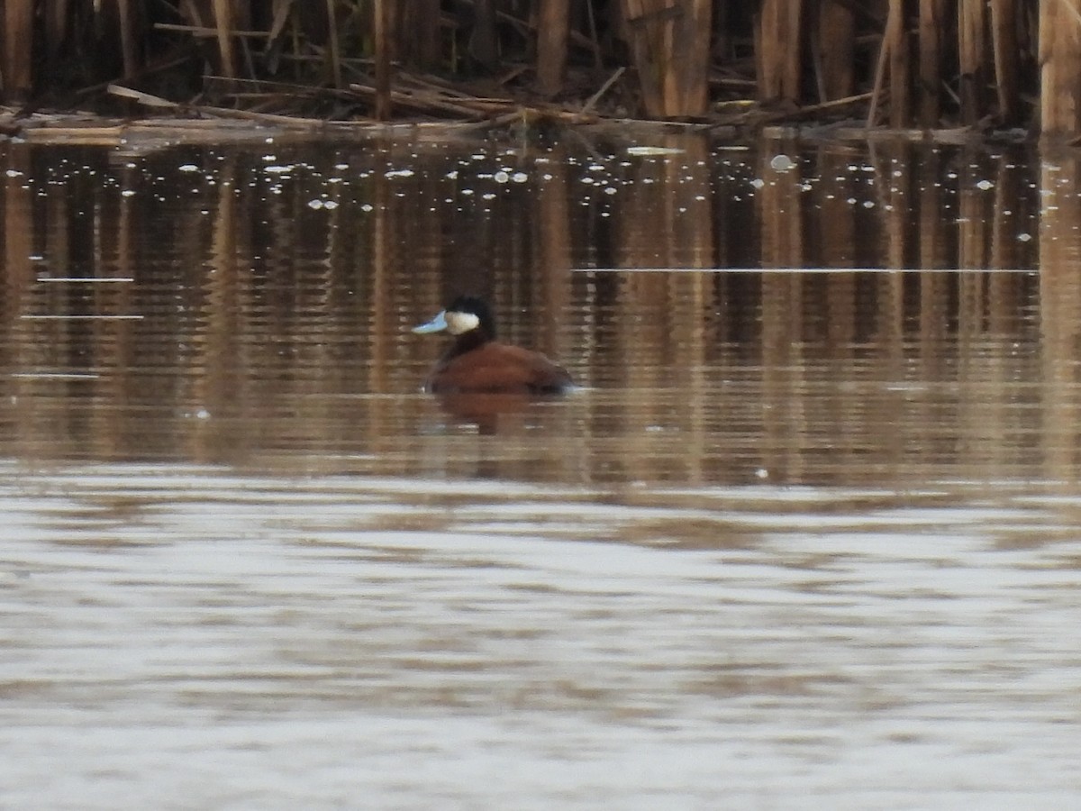 Ruddy Duck - ML618215770