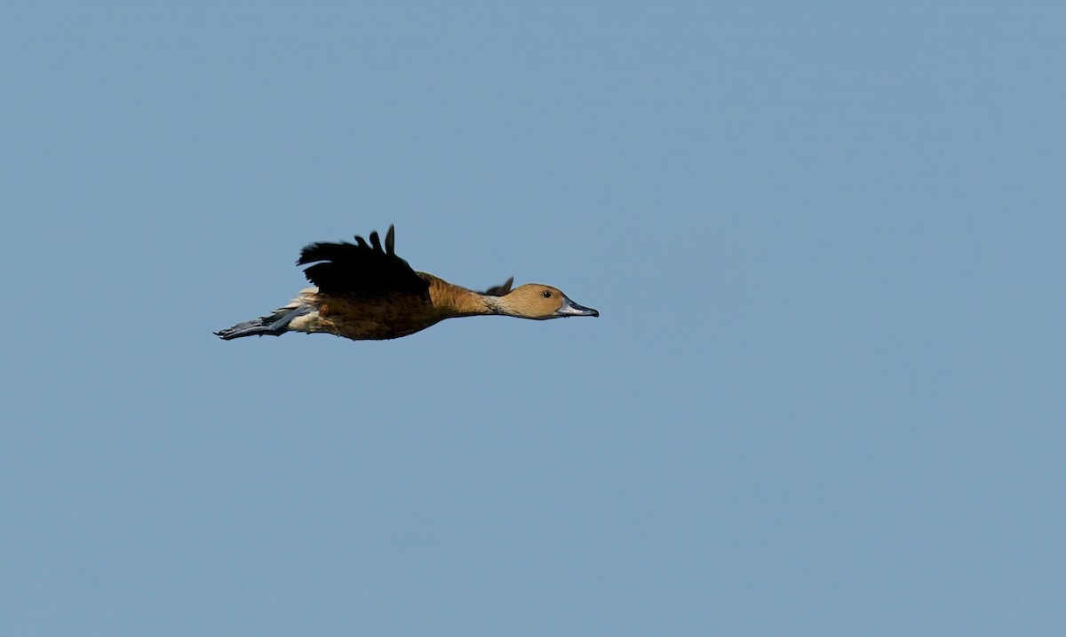 Fulvous Whistling-Duck - Jane Mygatt