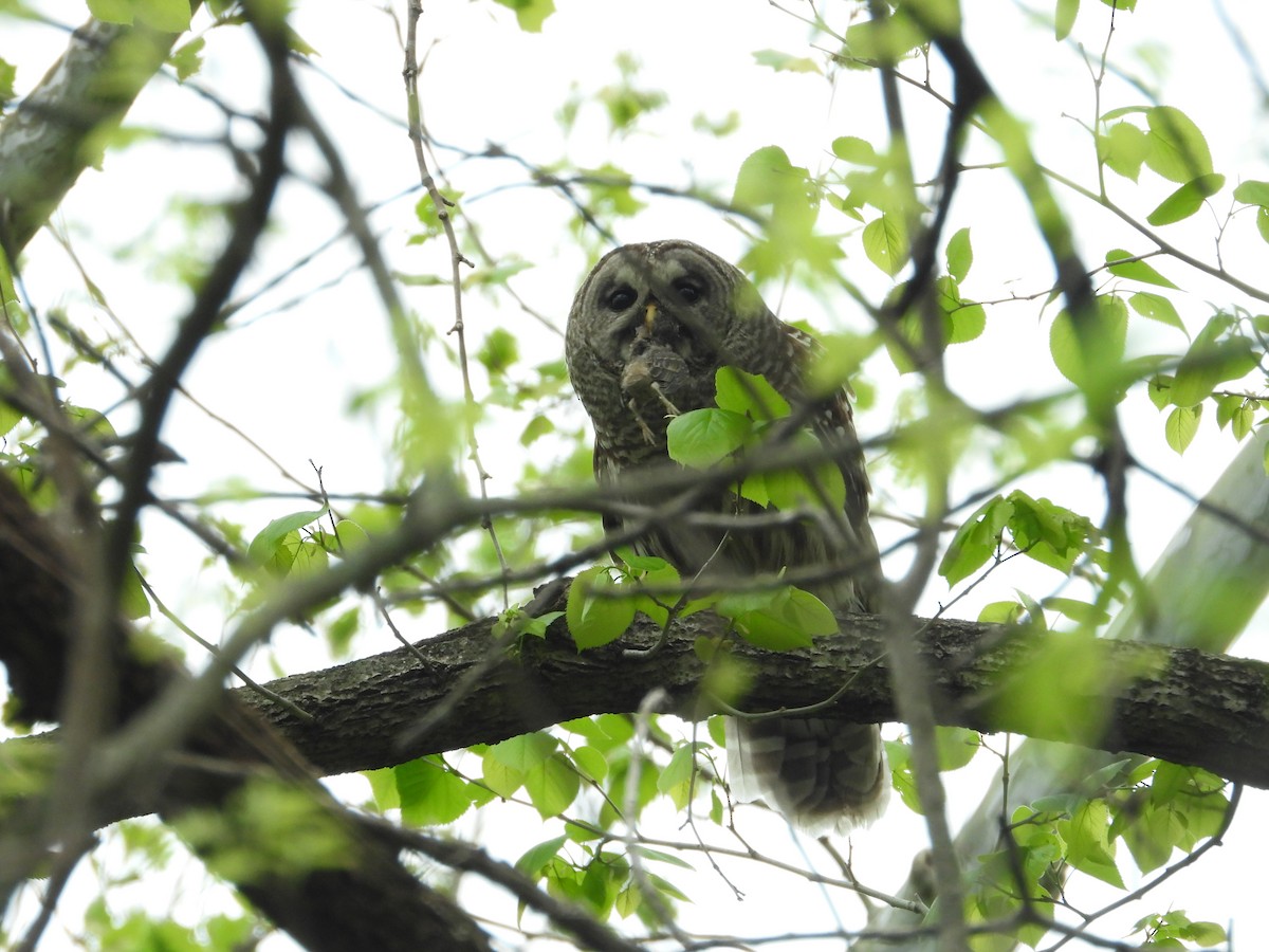 Barred Owl - ML618215827