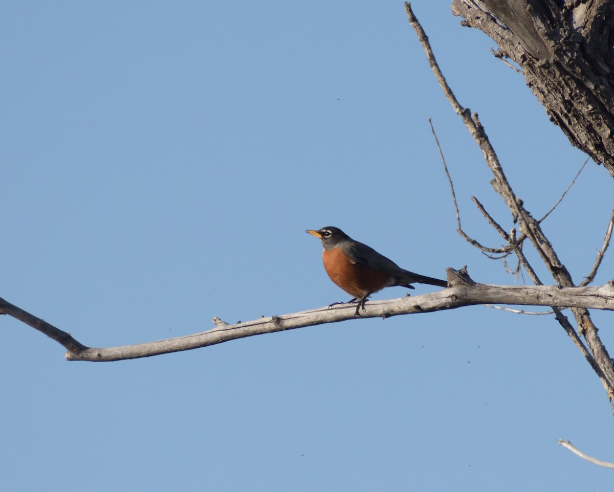 American Robin - Robert Tonge