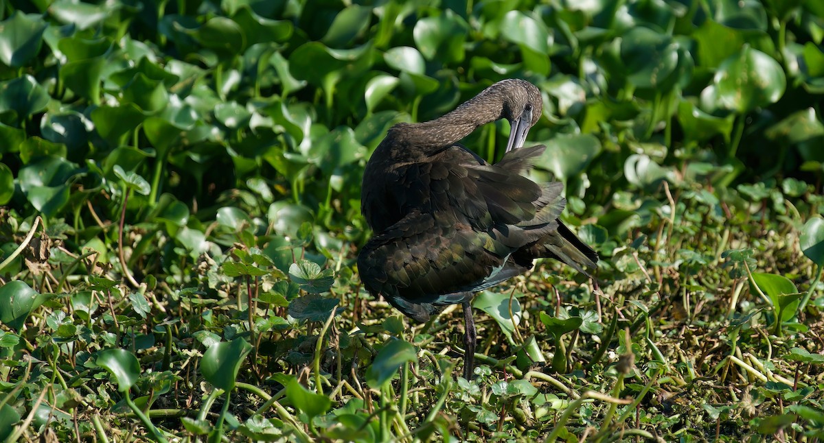 Glossy Ibis - ML618215844