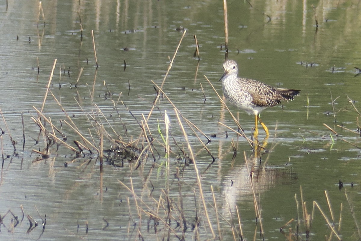 Lesser Yellowlegs - Michael Simmons