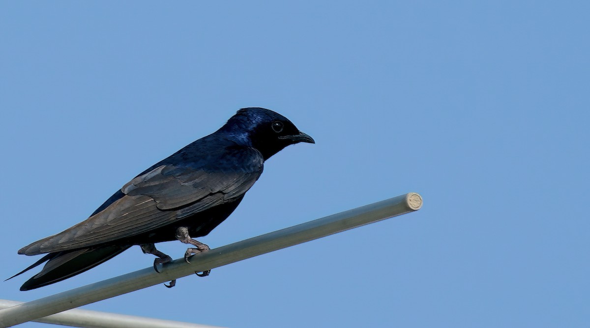 Purple Martin - ML618215860