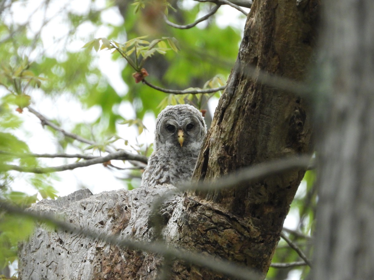 Barred Owl - ML618215865