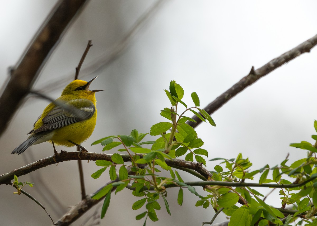 Blue-winged Warbler - R Brodell