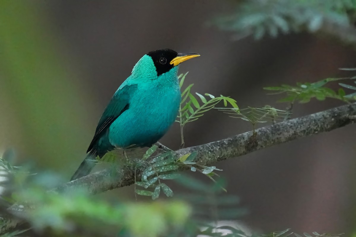 Green Honeycreeper - Alan Lenk