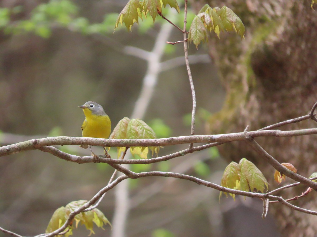 Nashville Warbler - Debra Ferguson